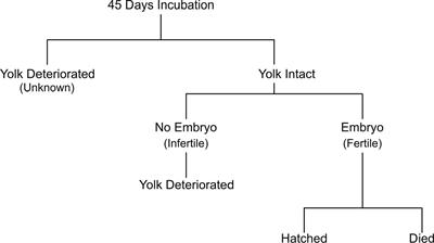 Artificial Insemination and Parthenogenesis in the Zebra Shark Stegostoma tigrinum